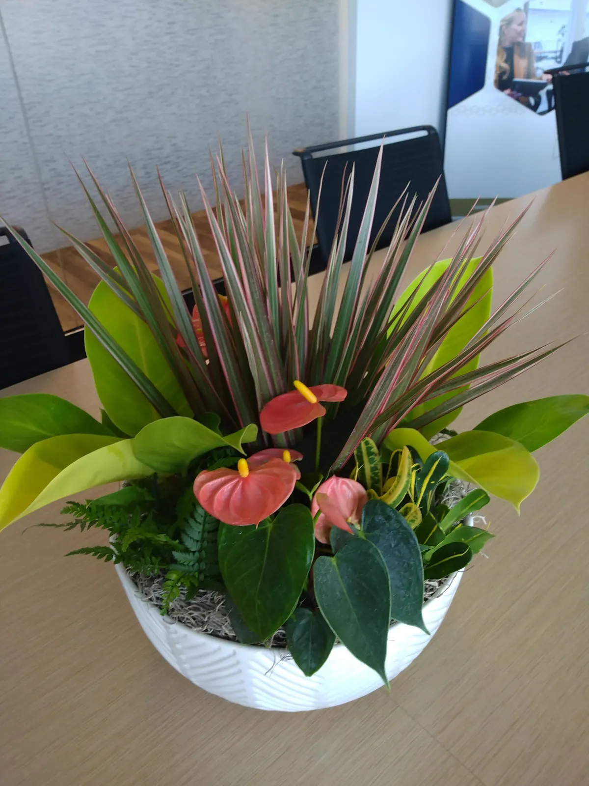 Mixed tropical dish garden in a white ceramic bowl on a conference table