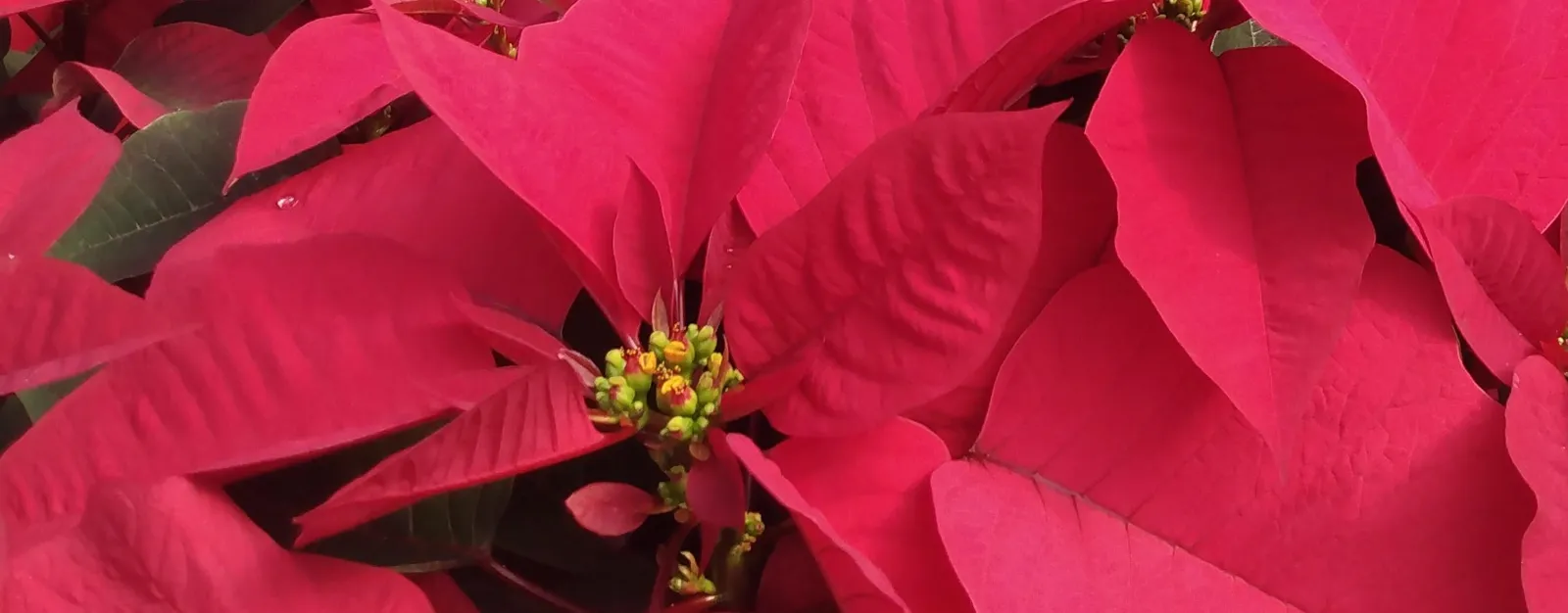 Red poinsettia, a classic holiday corporate gift