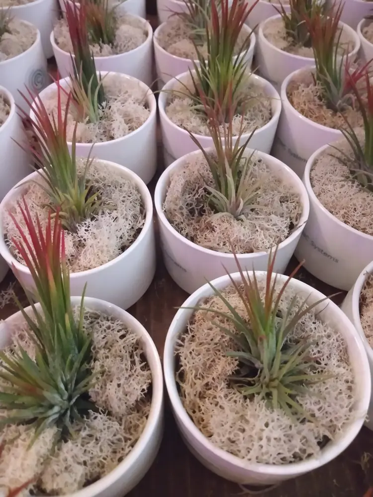 Air plants in white pots, made in bulk