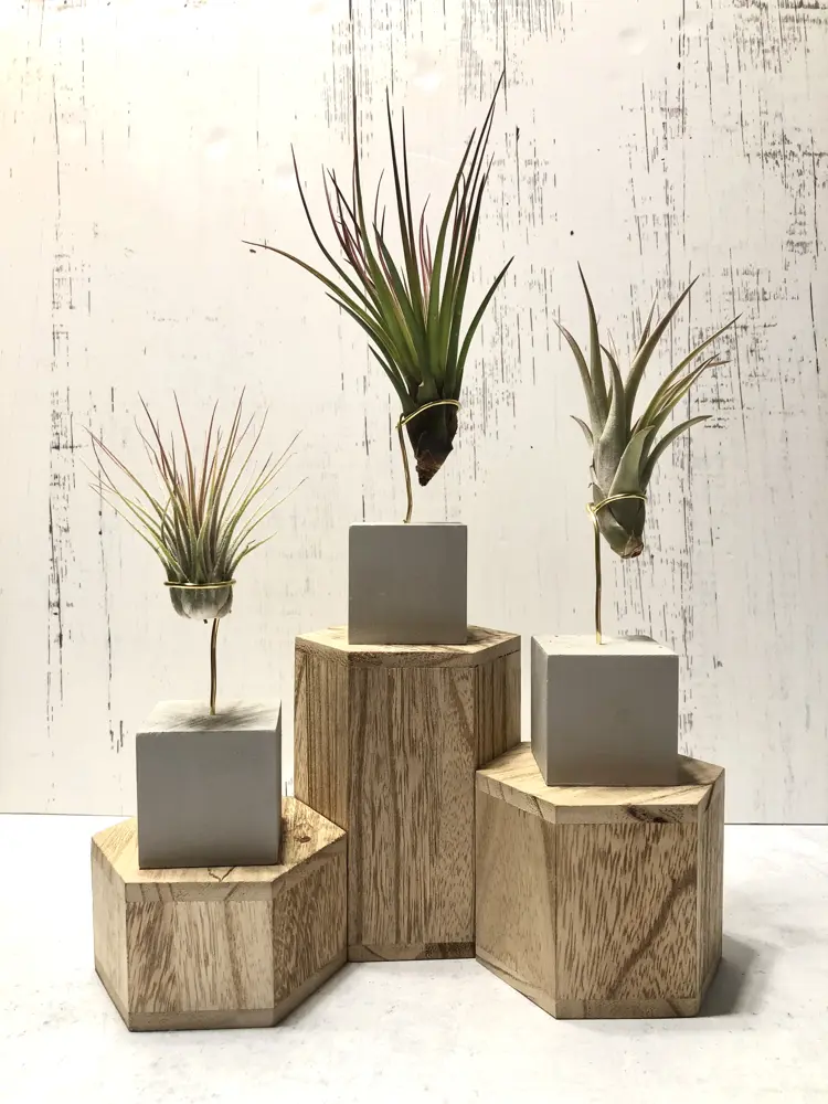 Air plants on wood risers