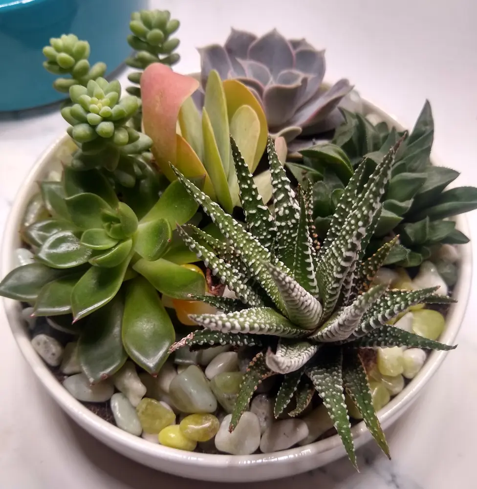 Succulent dish with river stones