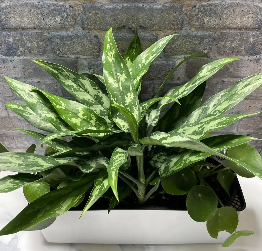 Aglaonema in a white planter