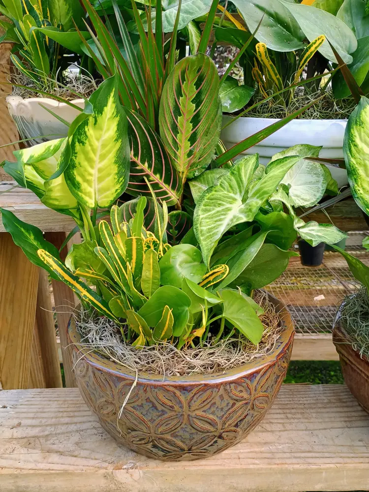 Dish garden in a bronze bowl