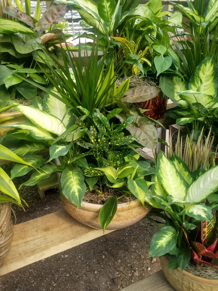 Mixed tropical gardens