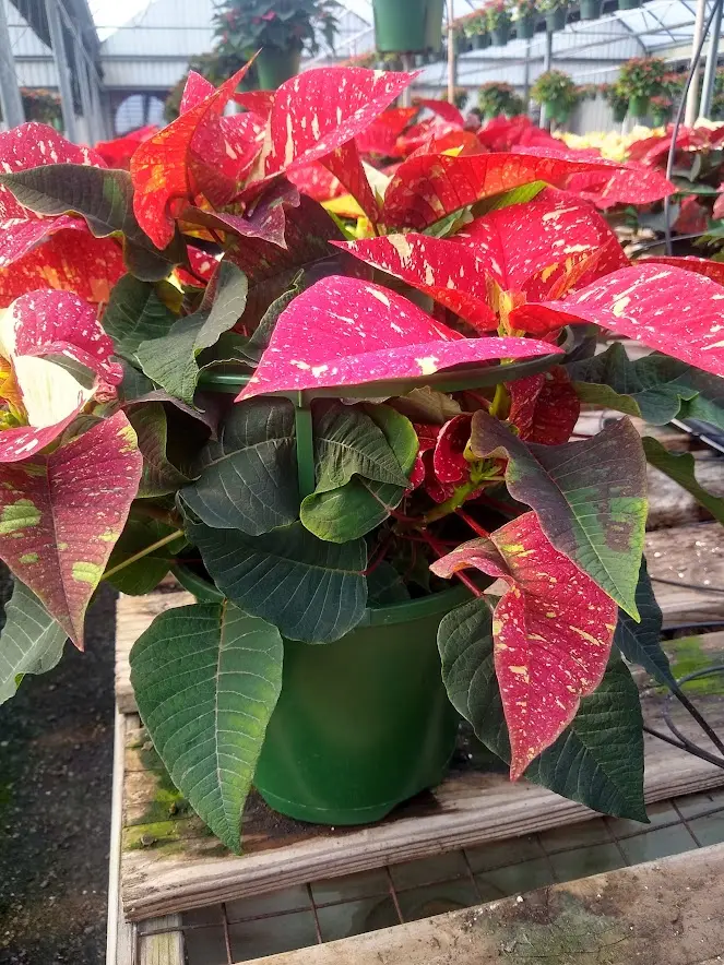 Jingle bell poinsettias