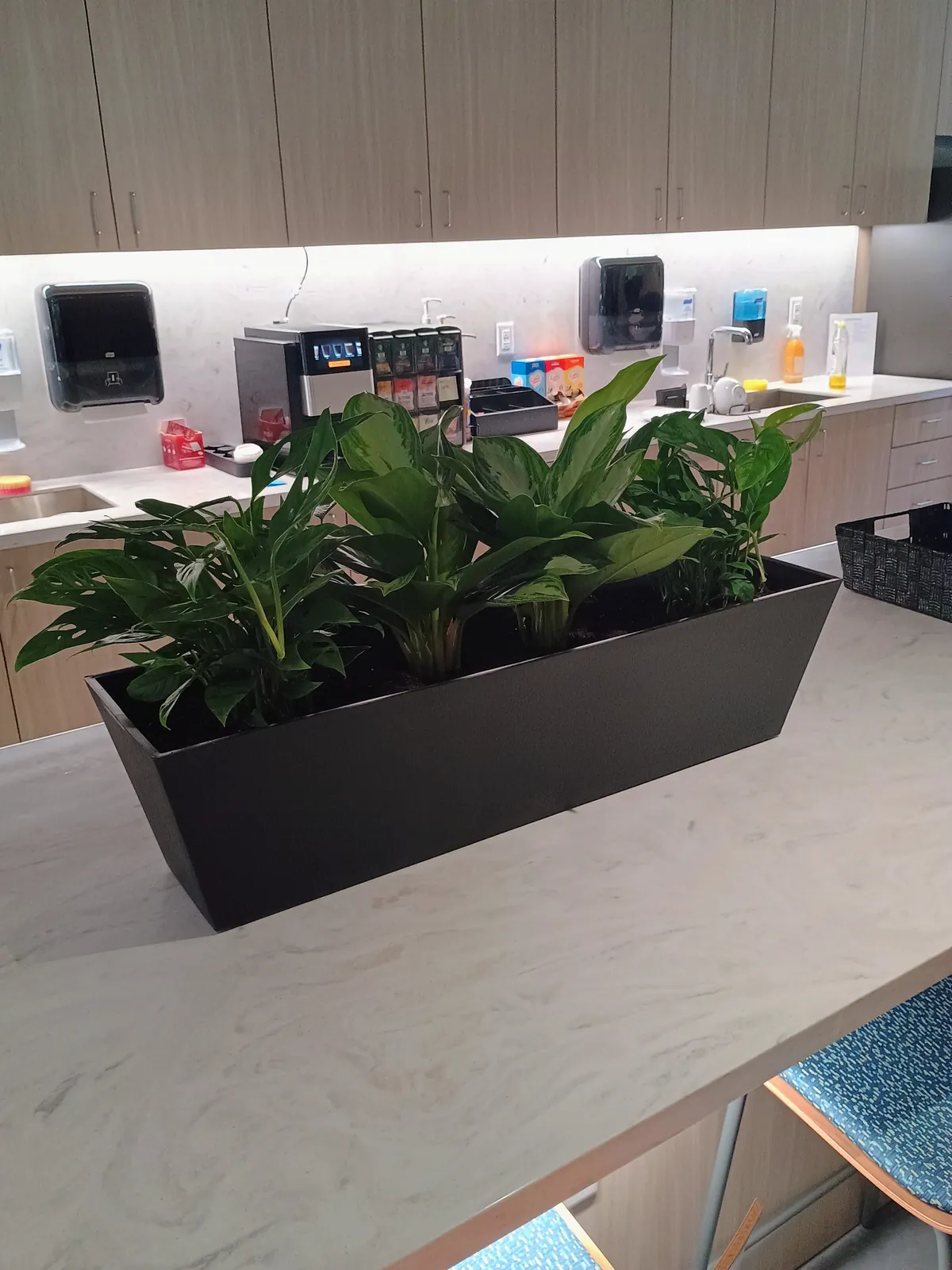 Long black planter of mixed green plants on a break-room island counter