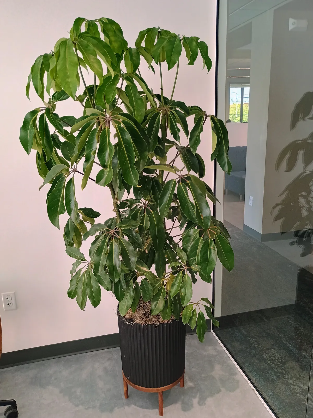 Schefflera amate in a black fluted planter on a wood stand next to a glass office partition