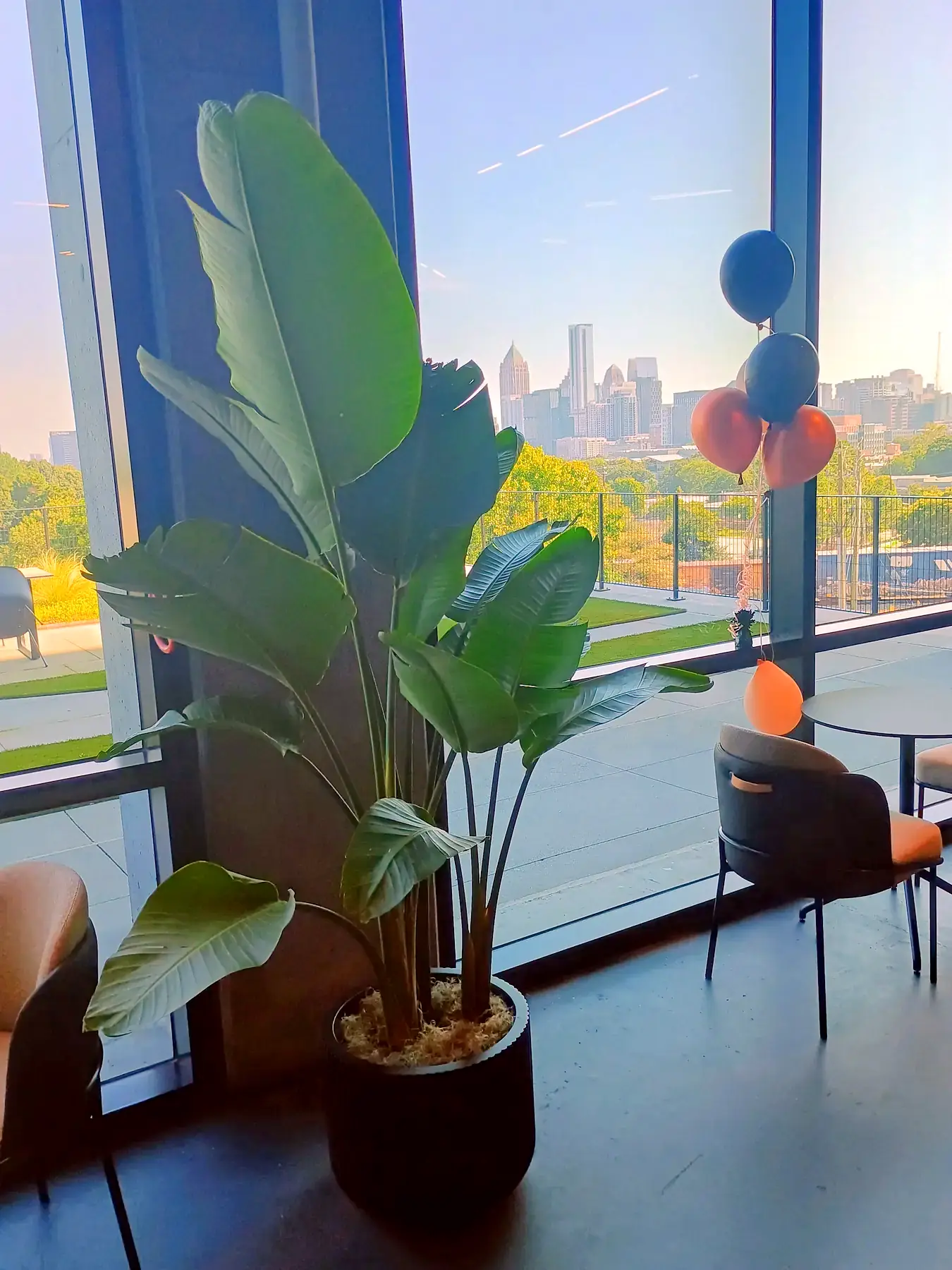 Bird of paradise in a black planter beside floor-to-ceiling windows, with the Atlanta skyline in the distance