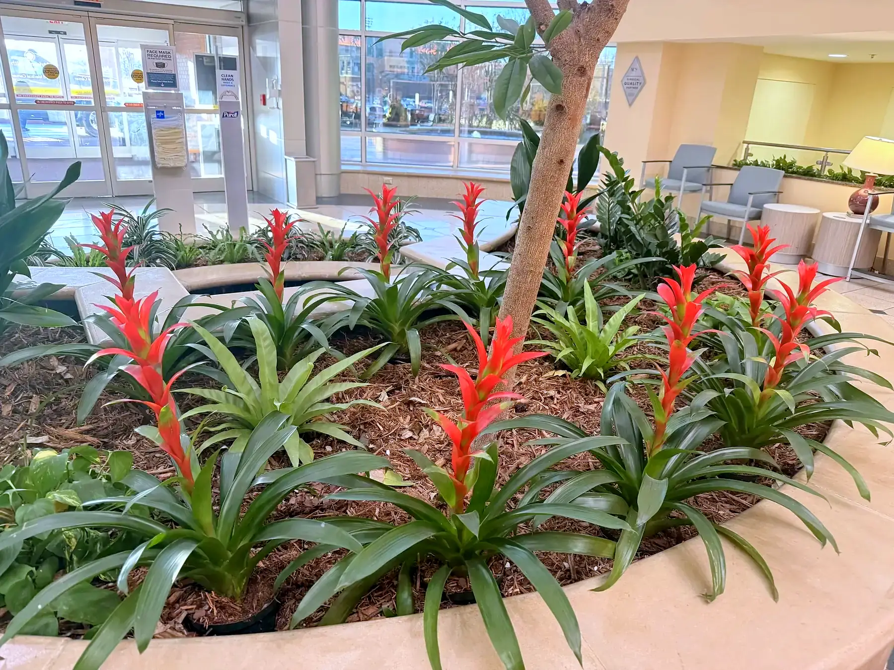 Bed of red bromeliads and tropical plants in a lobby atrium planter