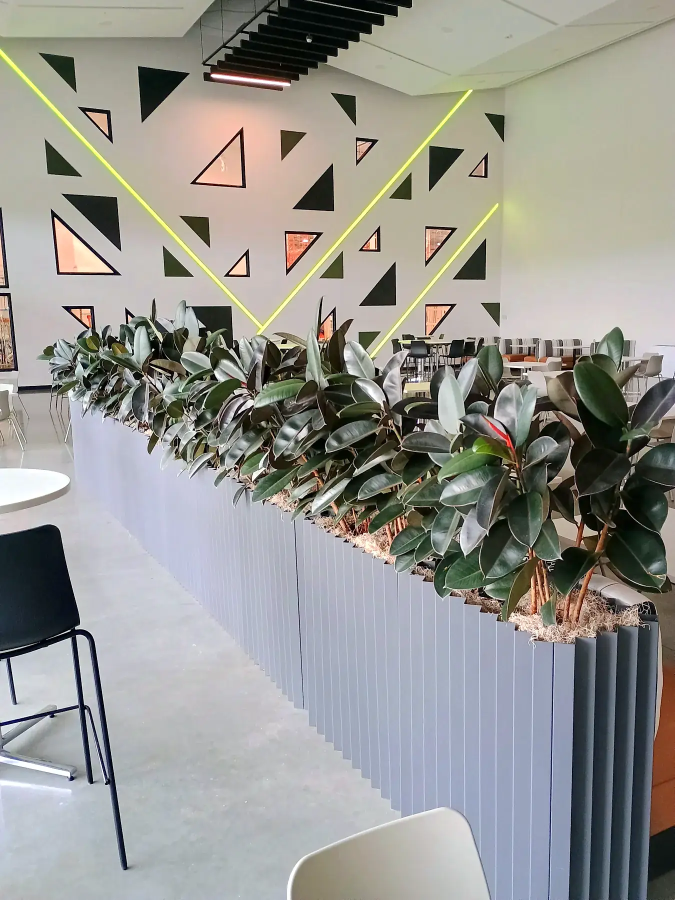 Rubber plants in grey fluted planters in front of a geometric feature wall in a café