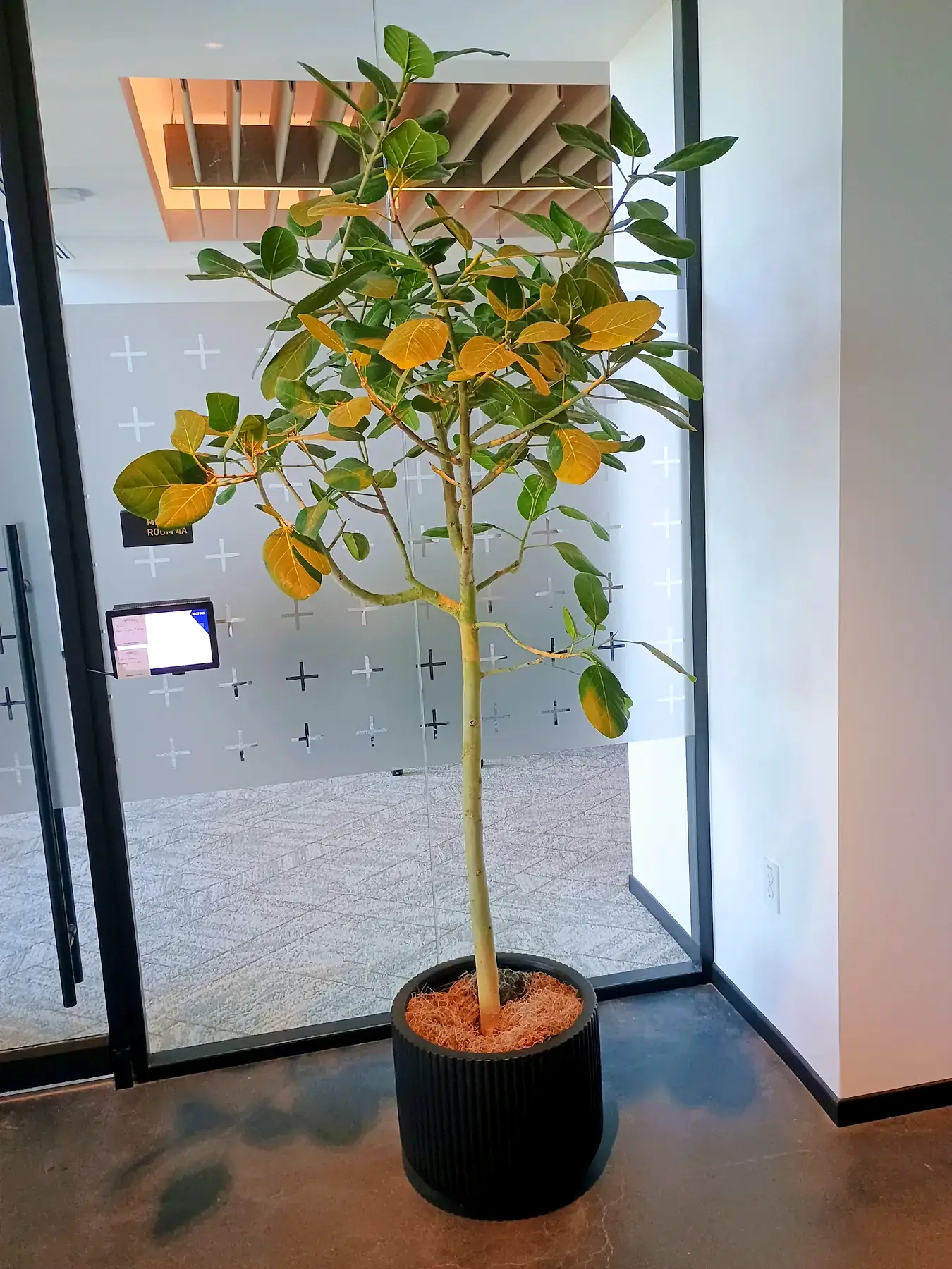 Fruiting citrus tree in a black planter beside a glass office entry
