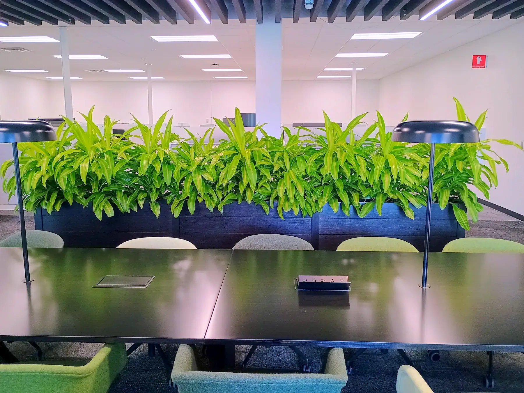Lemon-lime dracaena planter running the length of a conference table