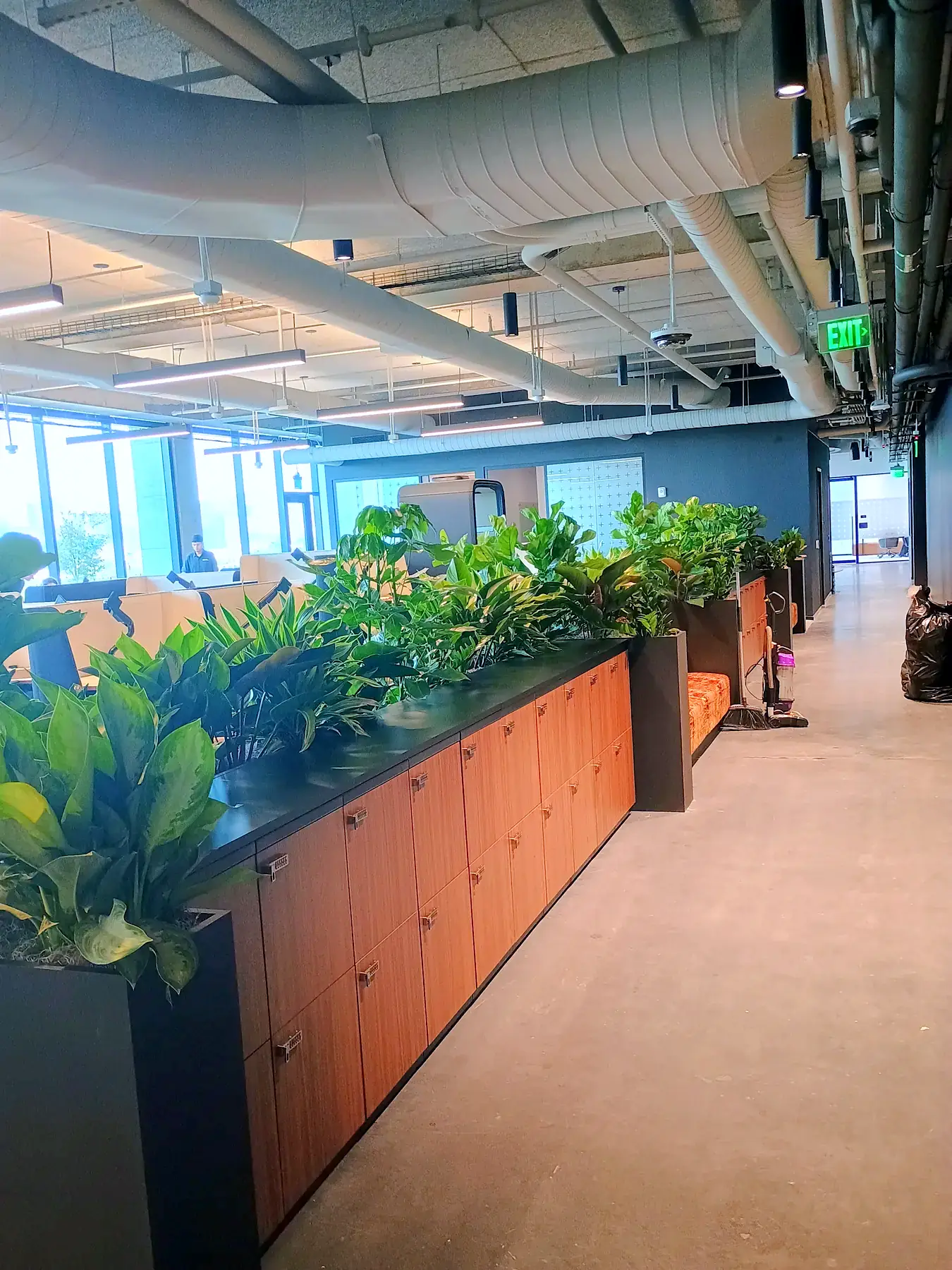 Mixed tropical plants along cabinetry in a modern open office with an exposed ceiling