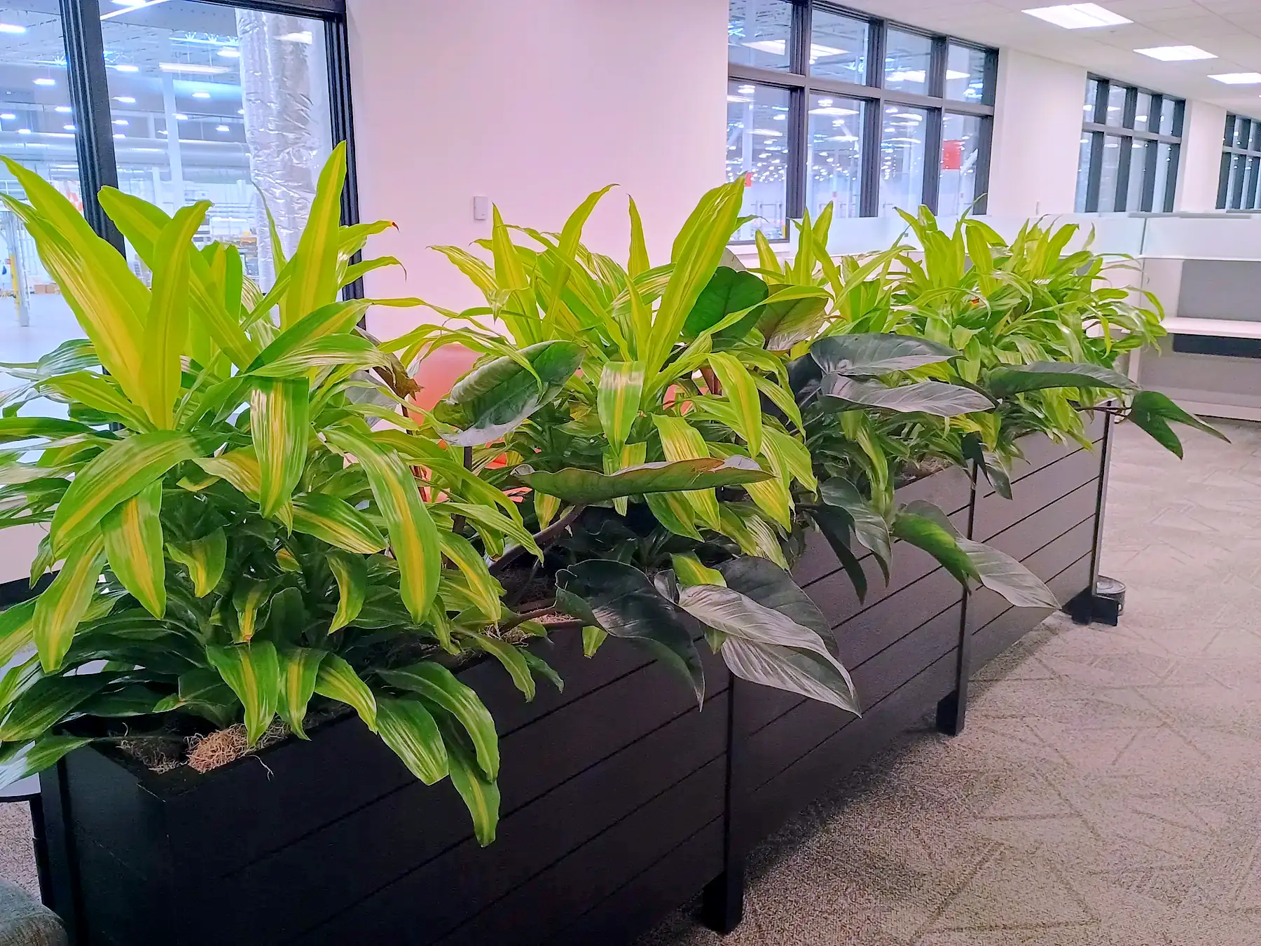 Dracaena planter run alongside open-office workstations