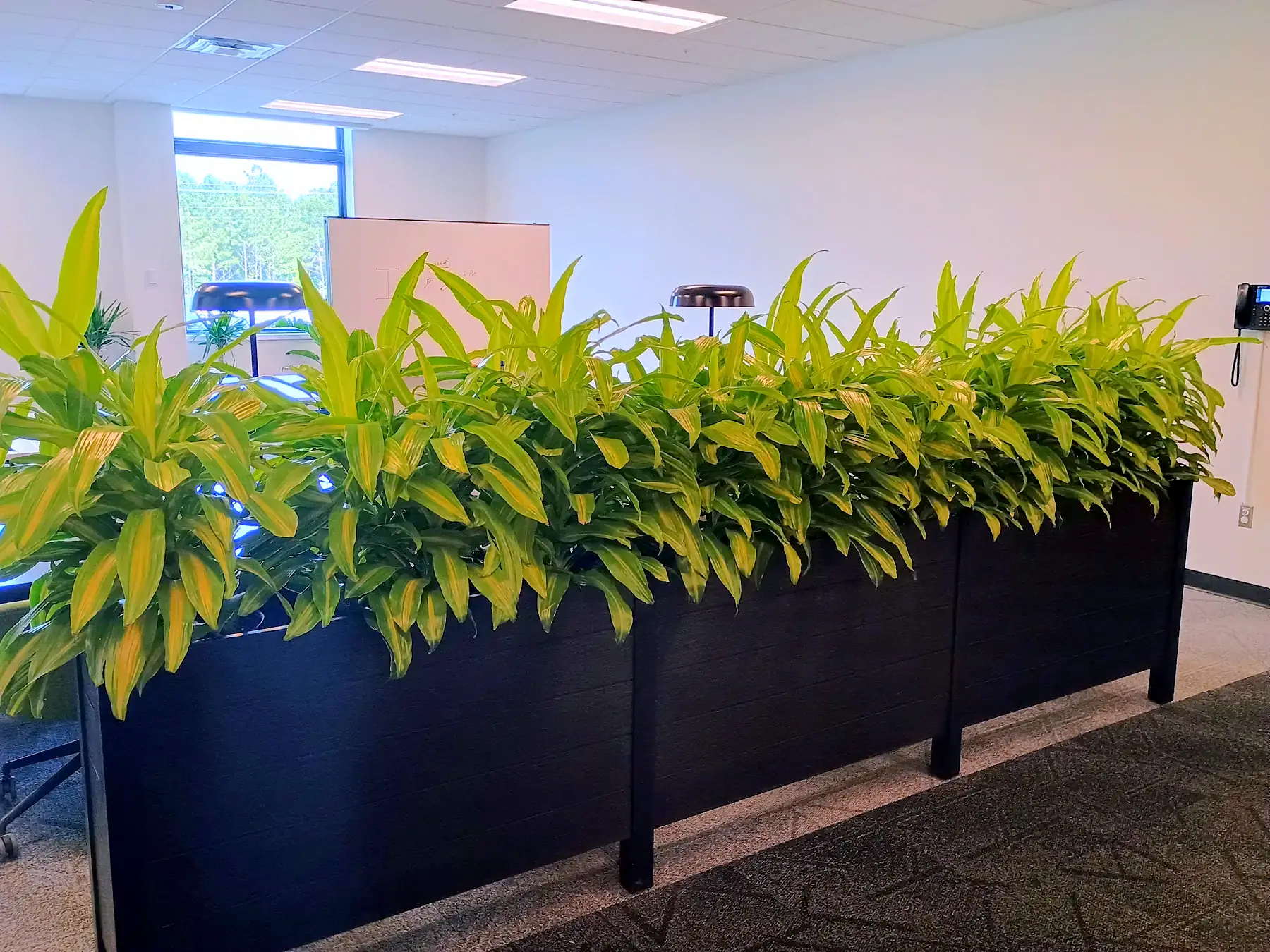 Long planter of lemon-lime dracaena in an open office
