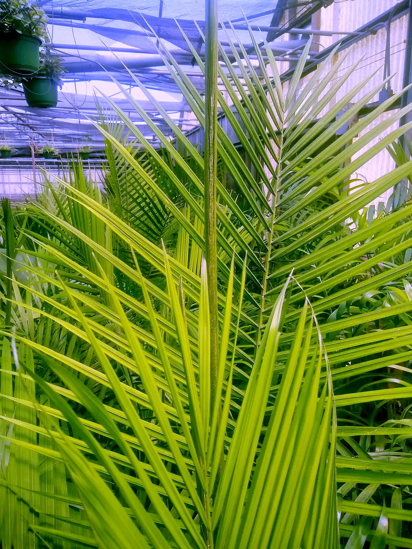 Palms growing in a greenhouse at the grower