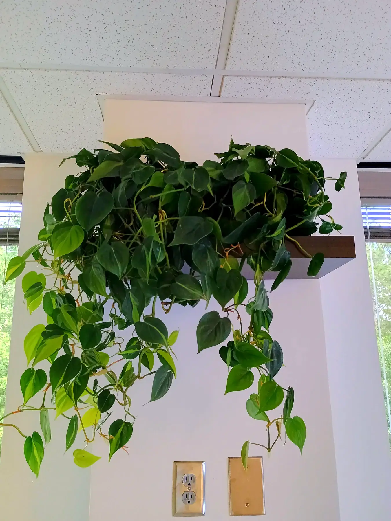 Trailing pothos spilling from a wall-mounted shelf planter