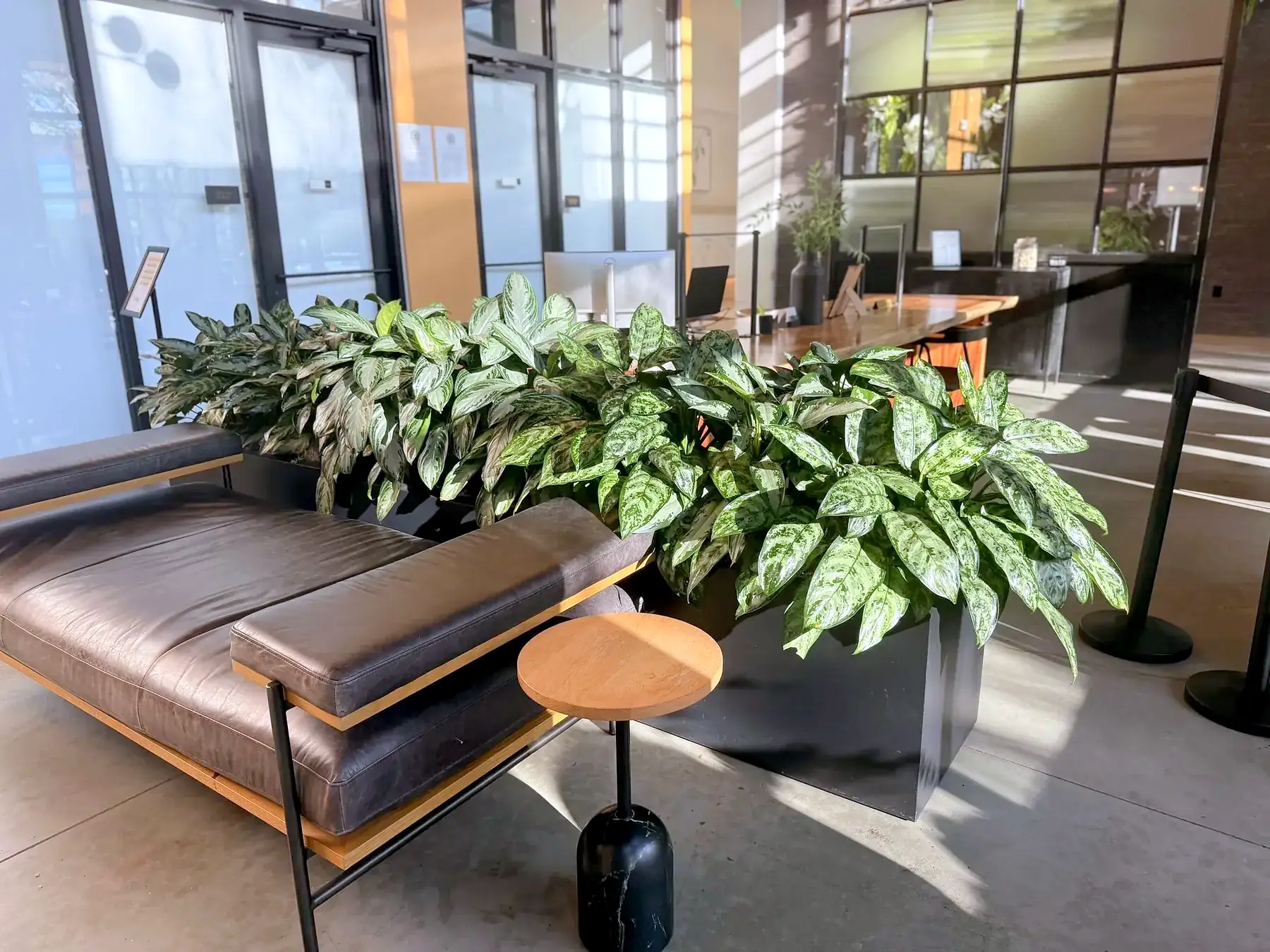 Aglaonema planted along a leather banquette in a lobby lounge