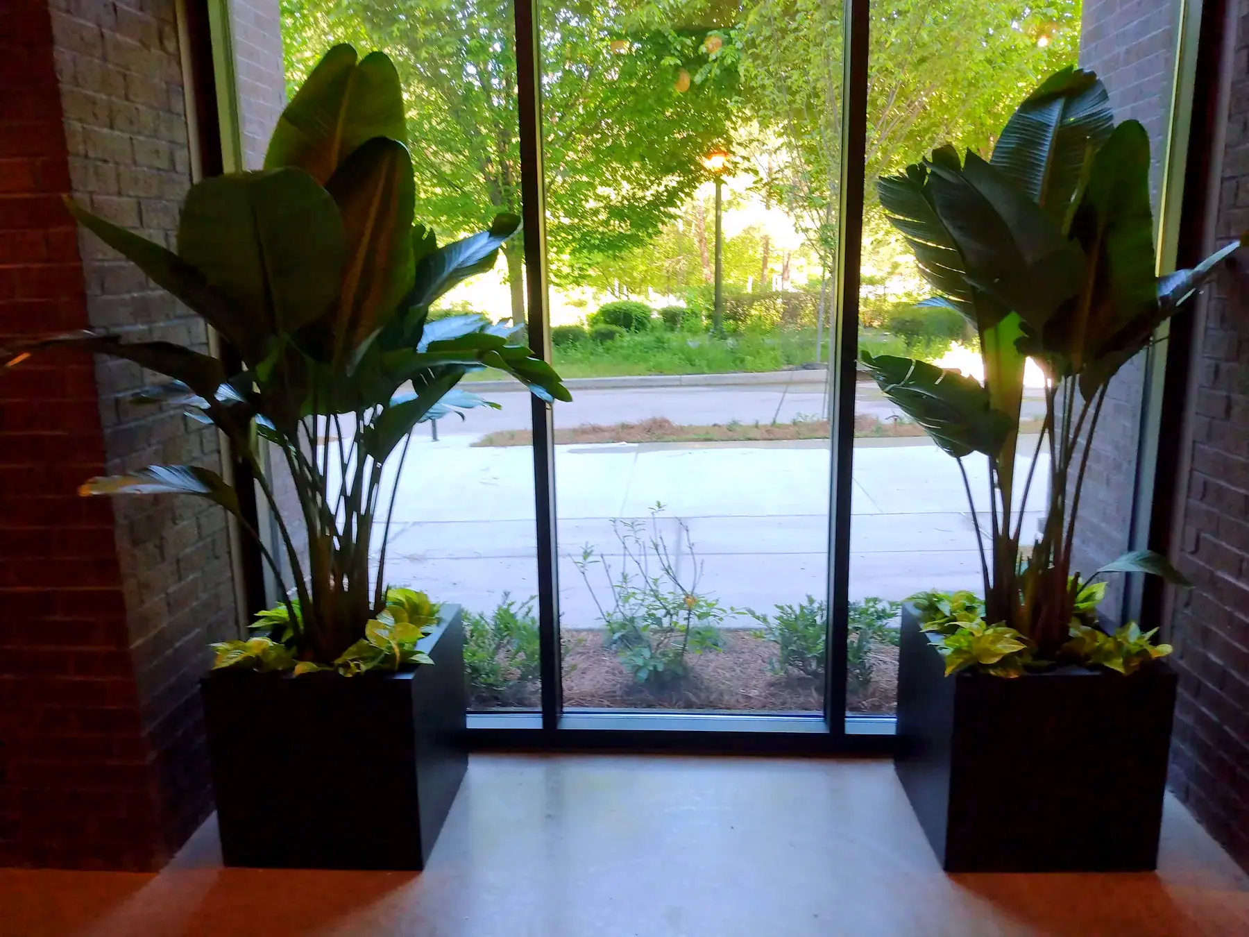 Pair of bird of paradise plants in black planters at a glass lobby entrance
