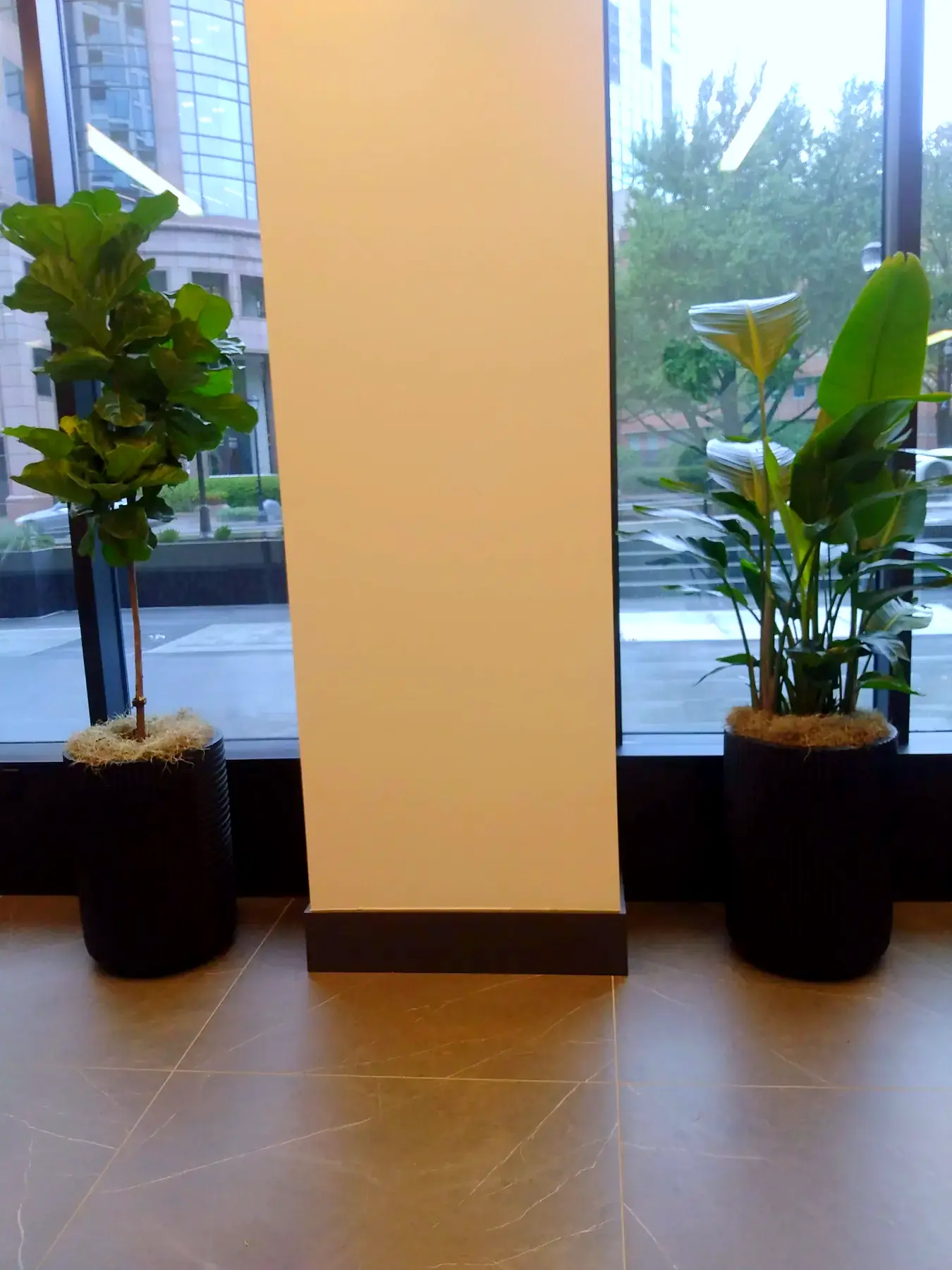 Fiddle leaf fig and bird of paradise in matching black planters flanking a lobby column