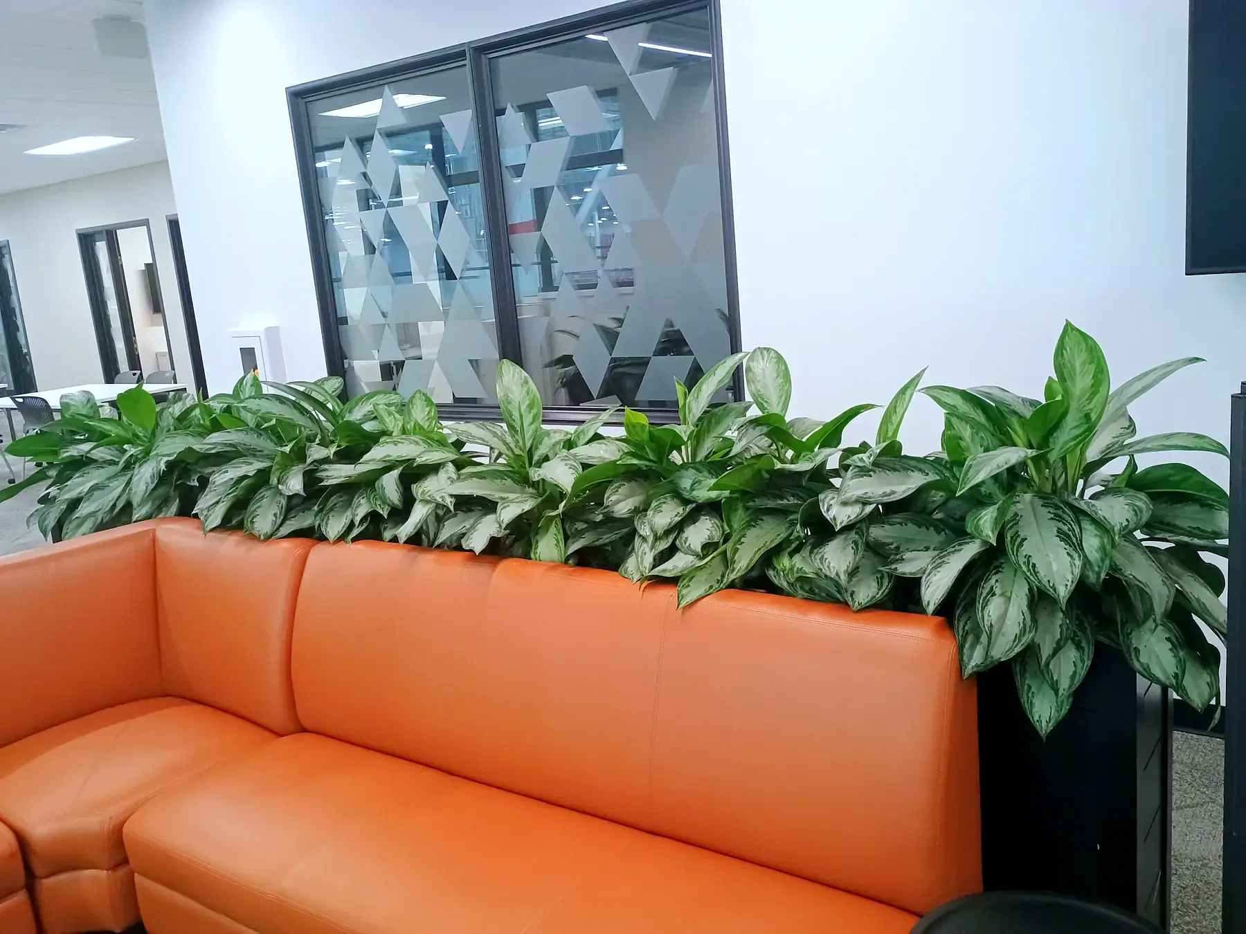 Low planter of aglaonema running behind an orange lounge sofa