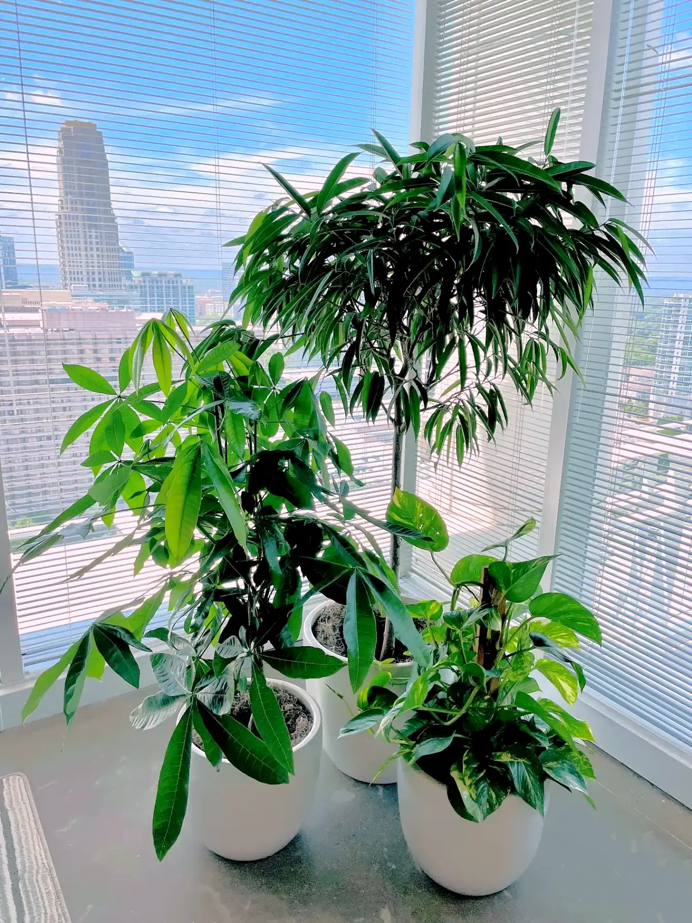 Grouping of floor plants in white planters at a high-rise office window