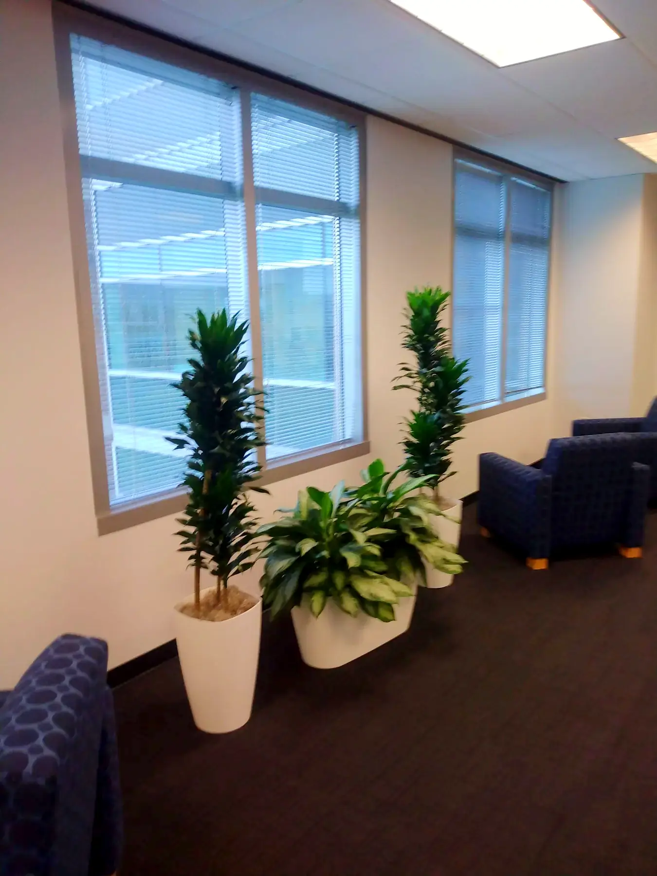 Floor plants grouped in the corner of a private office