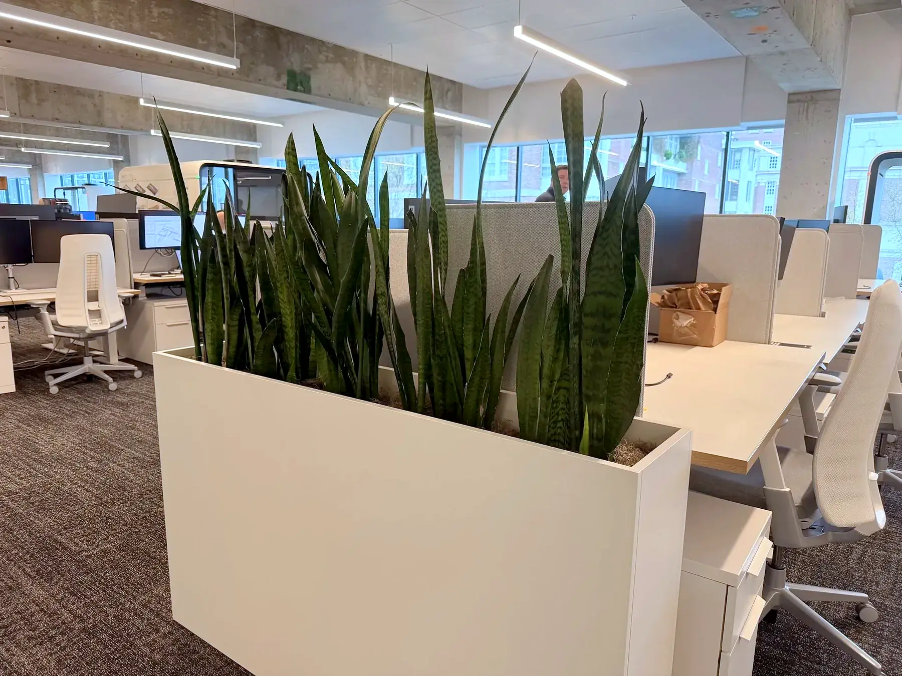 Snake plants in a white planter dividing open-office desks
