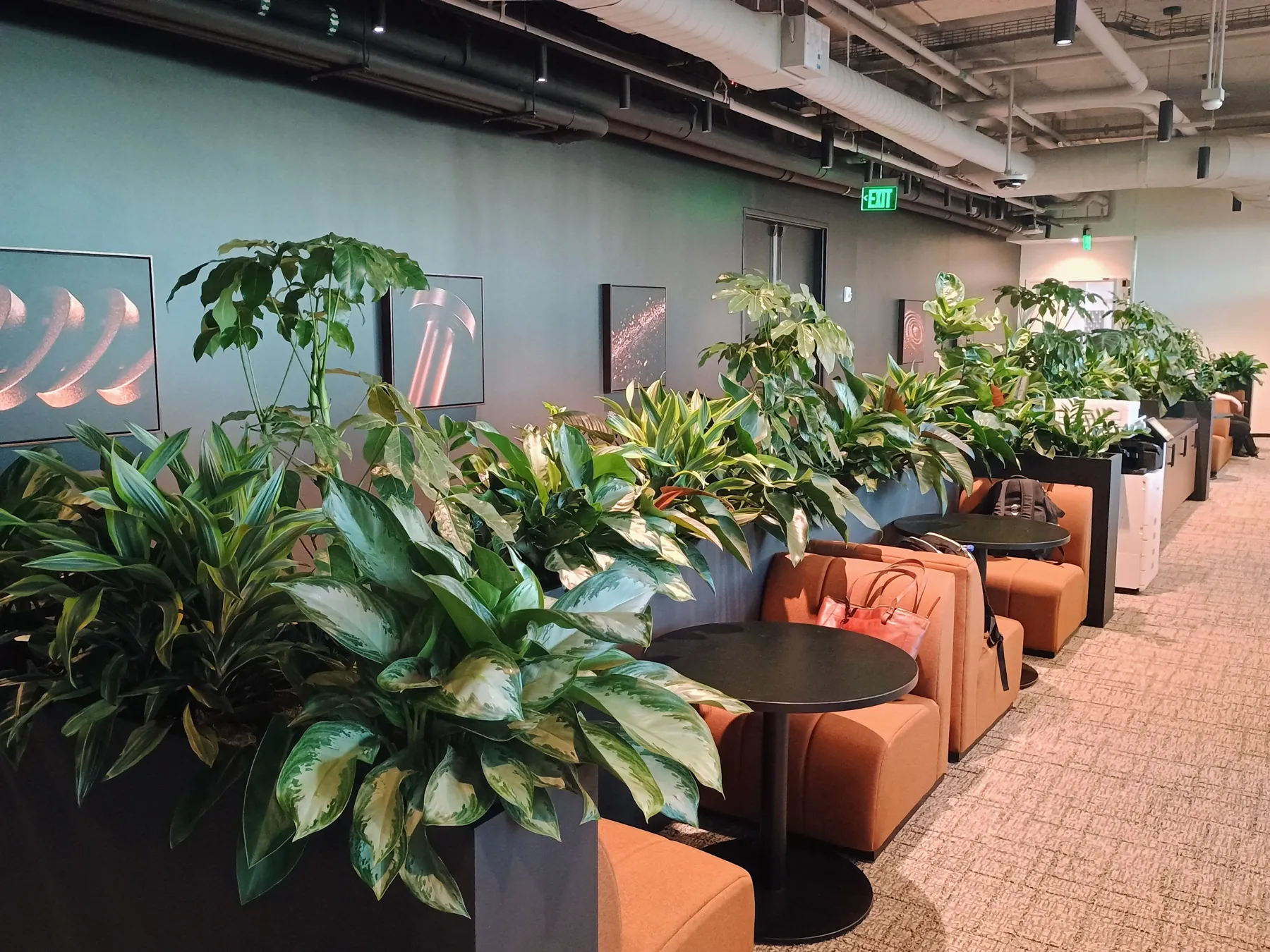 Long run of aglaonema, schefflera and dracaena beside orange booth seating in an open office