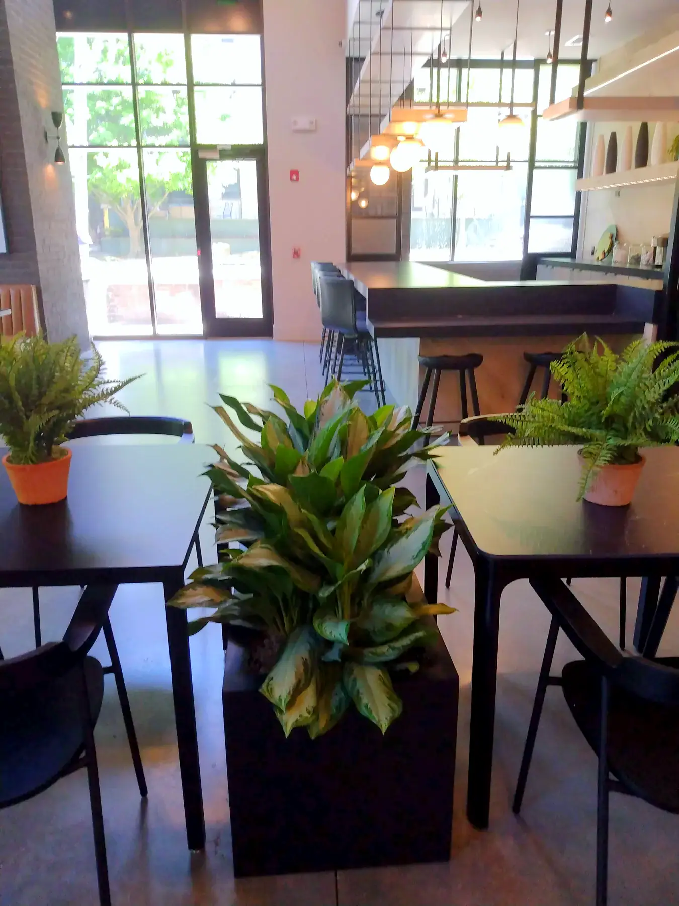 Floor plants in black planters between restaurant tables