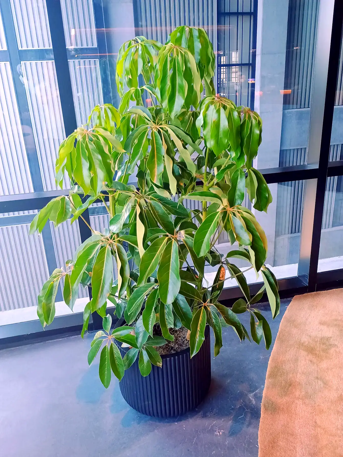 Schefflera in a black fluted planter in a modern office
