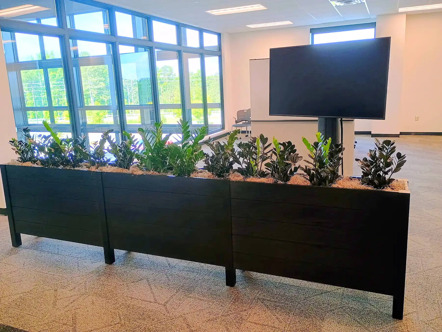 Black planter run of mixed tropicals along a wall of office windows